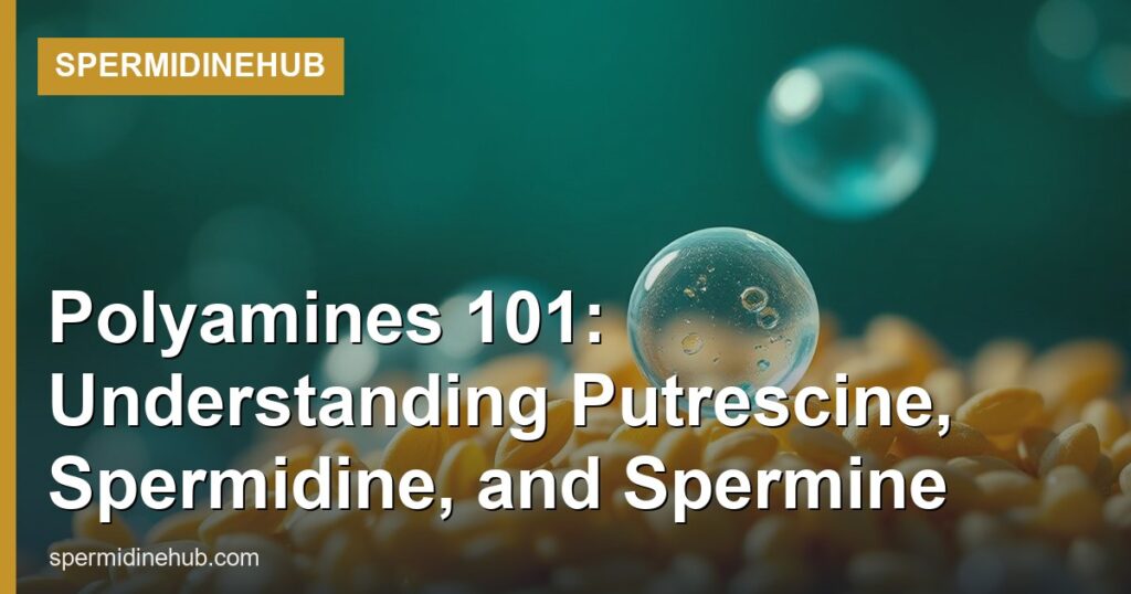 Polyamines 101: Understanding Putrescine, Spermidine, and Spermine - SpermidineHub