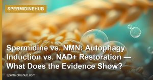 Spermidine vs. NMN: Autophagy Induction vs. NAD+ Restoration — What Does the Evidence Show?